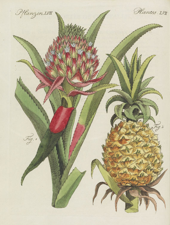 Friedrich Johann Justin Bertuch - Bilderbuch zum Nutzen und Vergnügen. 1801-1805. 10 Bde. in 9 Bdn. - Weitere Abbildung