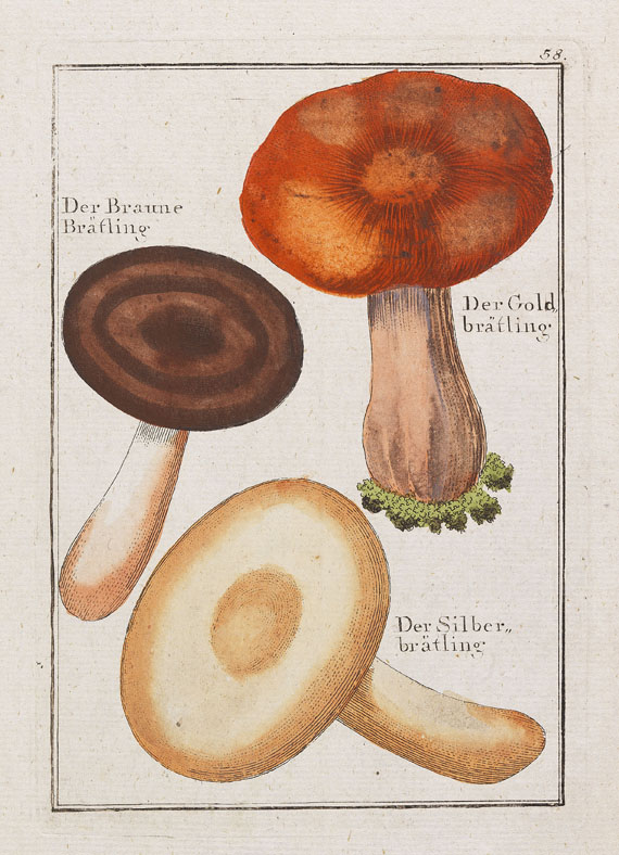 Naturgeschichte der Giftpflanzen - Tafeln: Naturgeschichte der Giftpflanzen. 1807