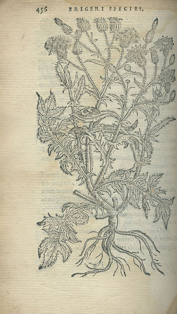 Rembertus Dodonaeus - Purgantium. 1574.