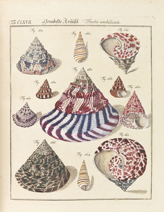 Friedrich Heinrich Wilhelm Martini - Neues systematisches Conchylien-Cabinet. 1768-1829. 12 Bde.