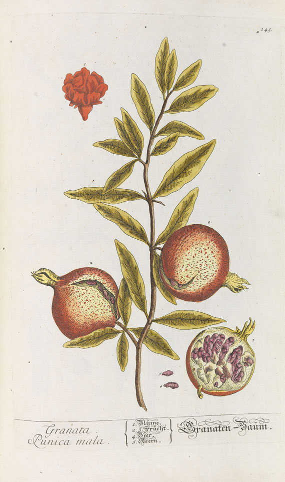 Elisabeth Blackwell - Herbarium Blackwellianum. 1748-75. 6 Bde. - Weitere Abbildung