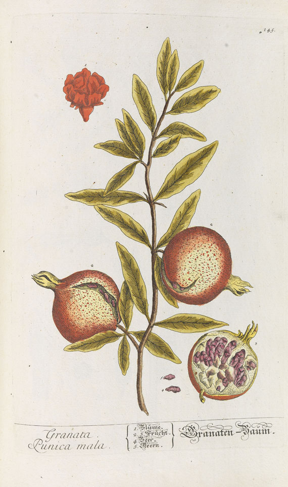 Elisabeth Blackwell - Herbarium Blackwellianum. 1748-75. 6 Bde.