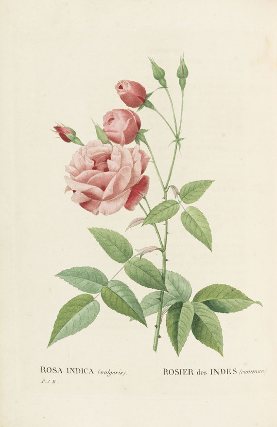 Pierre Joseph Redouté - Les Roses, 3 Bde. 2. Oktavausgabe 1828-29. - Weitere Abbildung