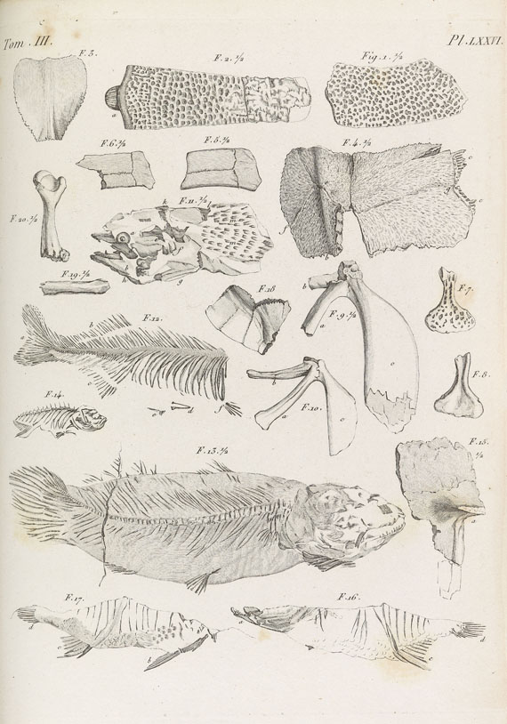 Georges Cuvier - Ossemens fossiles. 7 Bde. 1825 - Weitere Abbildung
