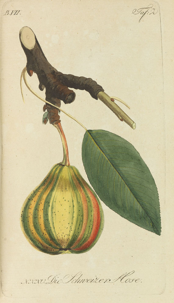 Johann Volckmar Sickler - Der teutsche Obstgärtner. 20 Bde. 1794 f.