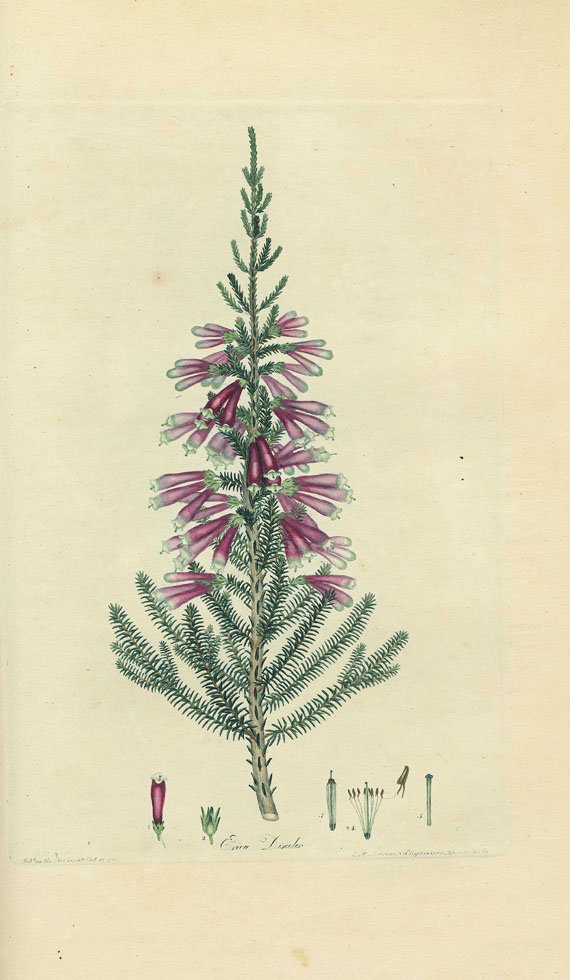 Henry Charles Andrews - Coloured engravings of heaths. 1802