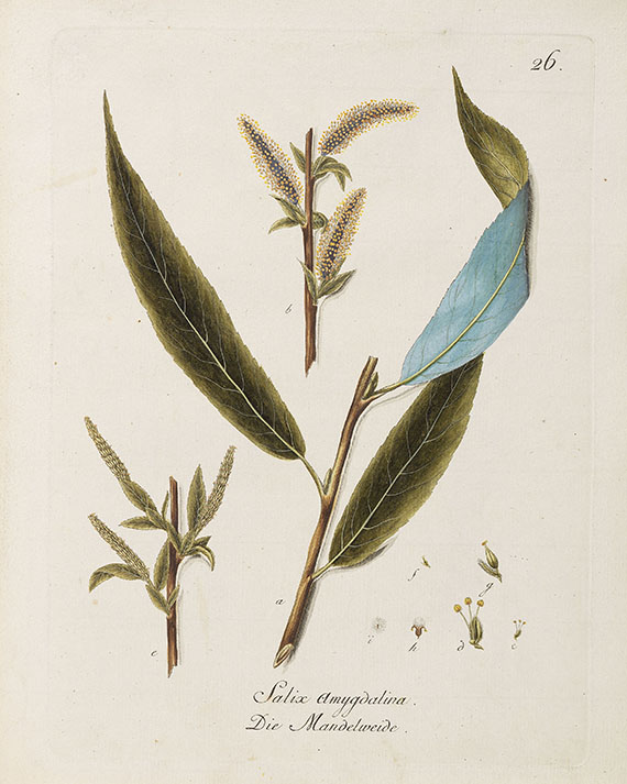 Johann Daniel Reiter - Abbildung Holz-Arten. 4 Bde. 1804