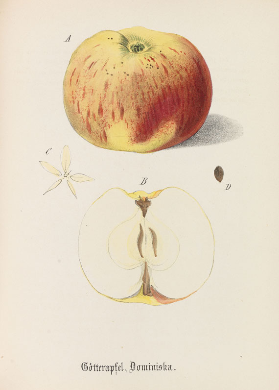   - Obstkabinett. 2 Bde. 1837-40