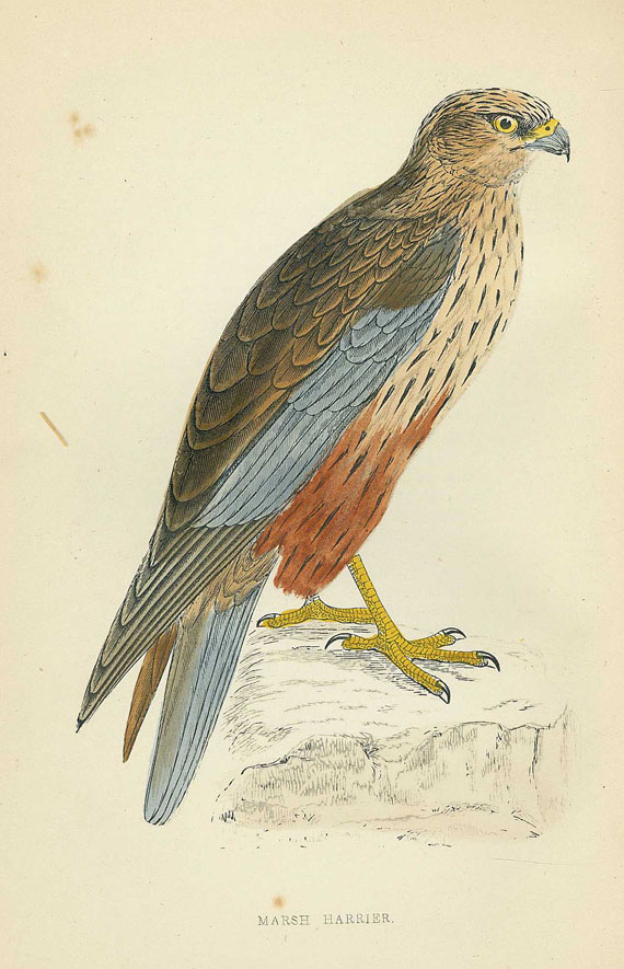 Francis Orpen Morris - British Birds. um 1880. 8 Bde.