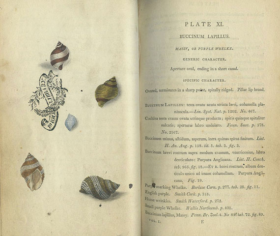 Edward Donovan - British shells. 2 Bde. - Dabei: Sowerby, Conchological manual.