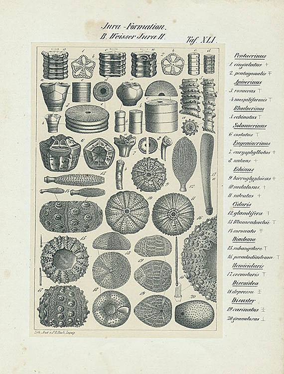 Heinrich Georg Bronn - Tafel-Atlas. 4 Bde.