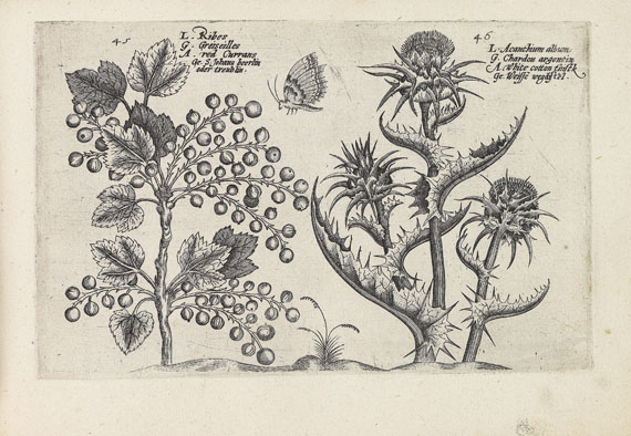 Crispijn de Passe - Hortus floridus.