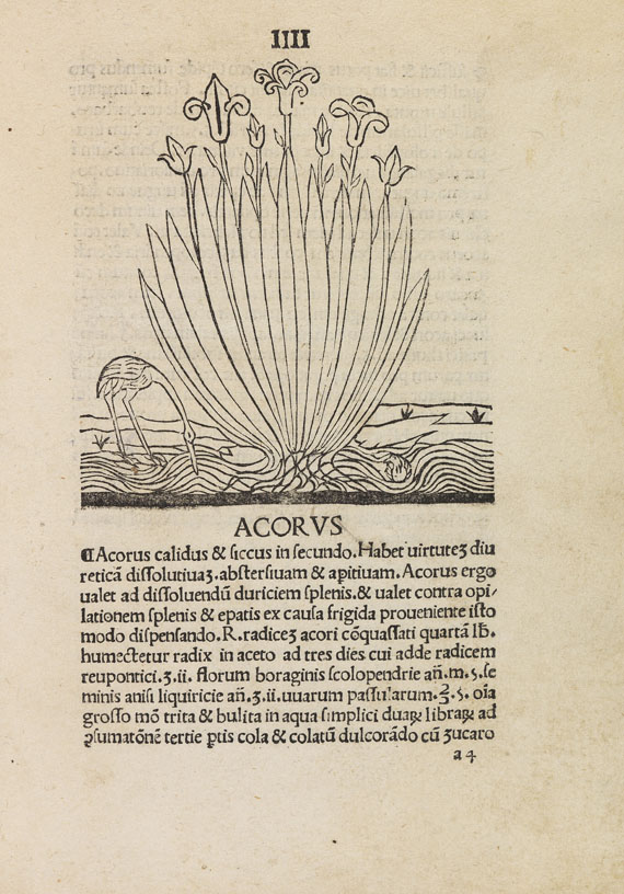 Herbarius latinus - Tractatus de virtutibus herbarum.