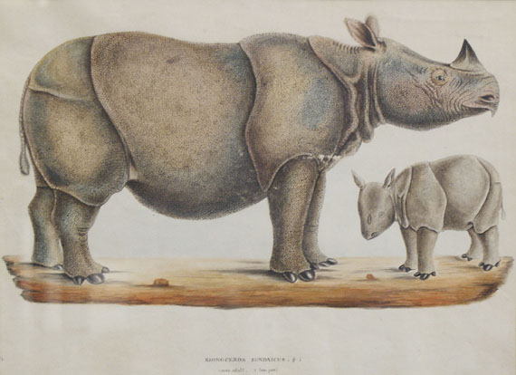  Tiere - 2 Bll. Rhinozerosdarstellungen (Zeichnungen).