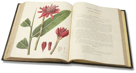 William Roscoe - Monandrian Plants, 1828 - Weitere Abbildung