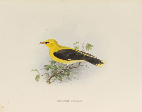 Edwin Carton Booth - Rough notes on the birds in the British Islands. 3 Bde.