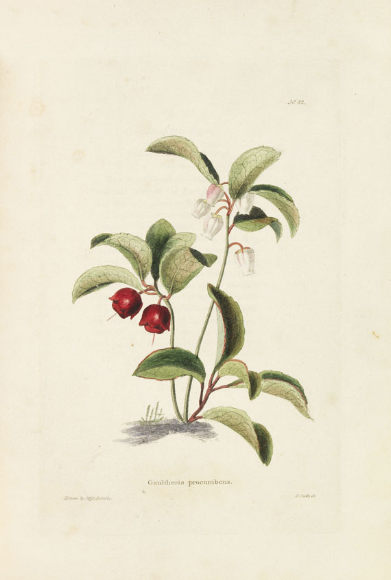 Conrad Loddiges - The Botanical Cabinet. 1817-22. 6 Bde.