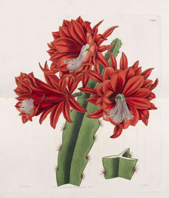 Sydenham Edwards - Botanical Register. 11 Bde. ca. 1815-37