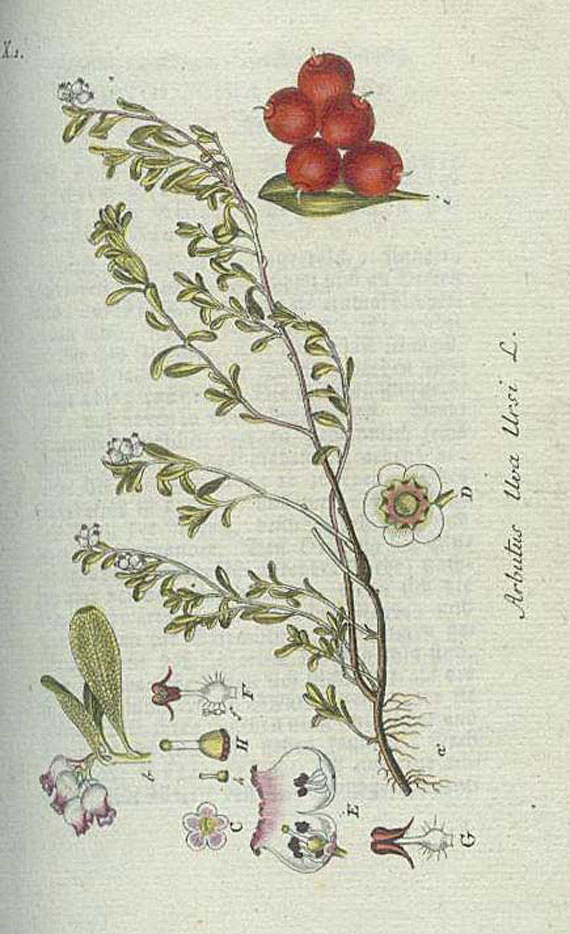 Botanik - 31 Werke deutsche botanische Literatur.