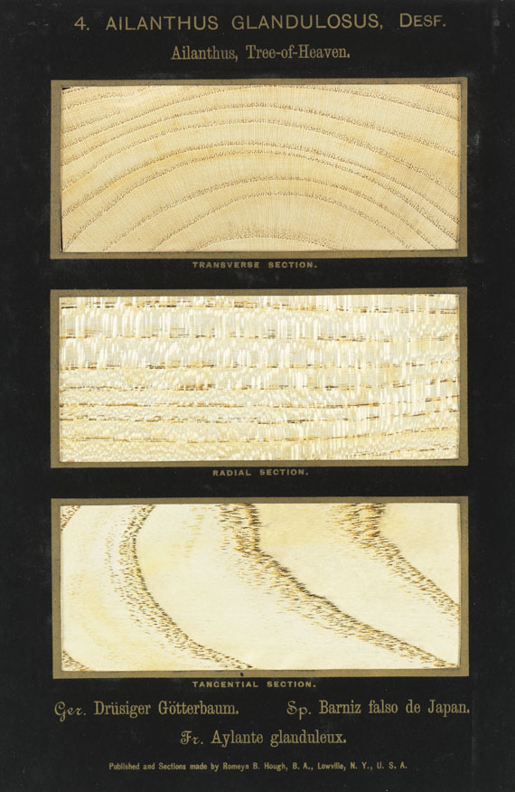 Romeyn Beck Hough - The American Woods. 3 Textbde. und 14 Kassetten mit Tafeln. Zus. 17 Bde. - Weitere Abbildung