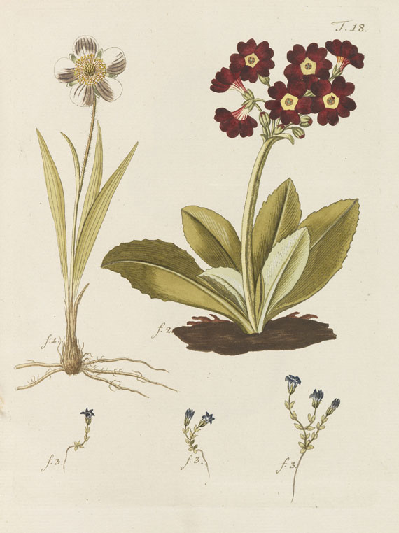 Nicolaus Joseph Jacquin - Miscellanea Austriaca ad botanicam - Weitere Abbildung