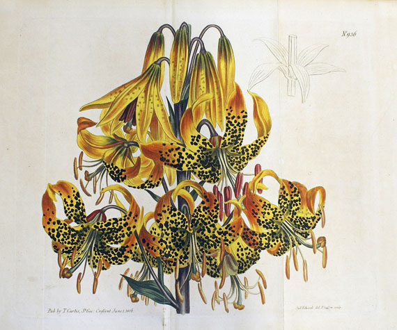  Blumen und Pflanzen - Ca. 290 Bll. Blumen (Weinmann, Blackwell, Redouté etc.). - Weitere Abbildung