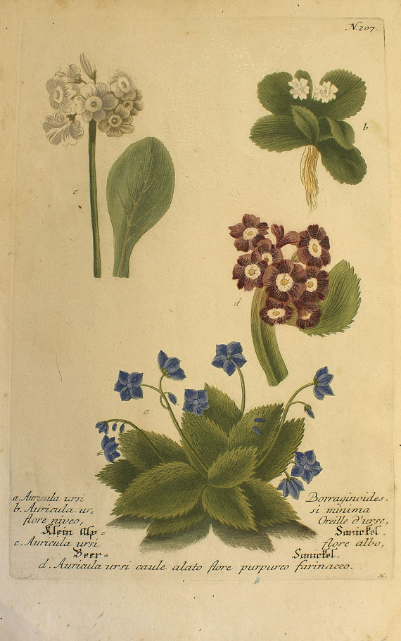  Blumen und Pflanzen - Ca. 290 Bll. Blumen (Weinmann, Blackwell, Redouté etc.). - Weitere Abbildung