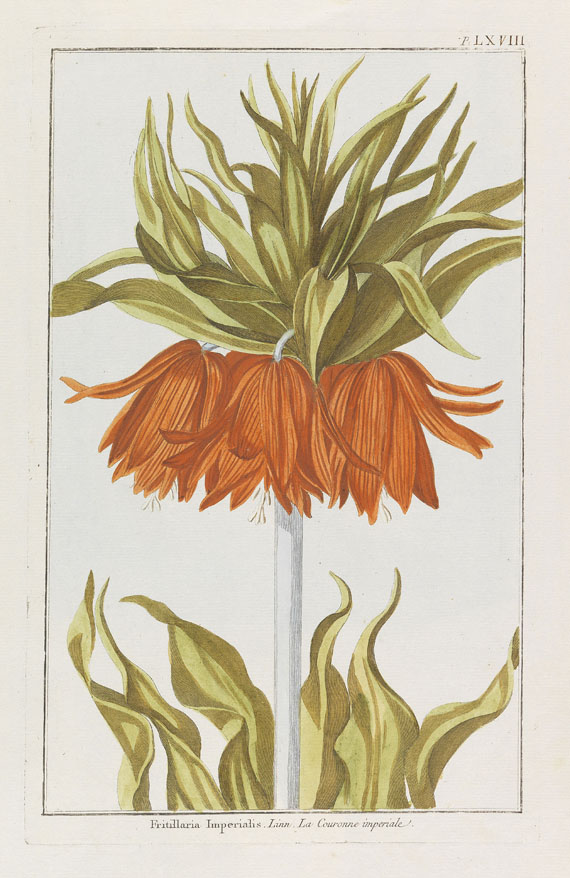 Blumen und Pflanzen - Ca. 290 Bll. Blumen (Weinmann, Blackwell, Redouté etc.).