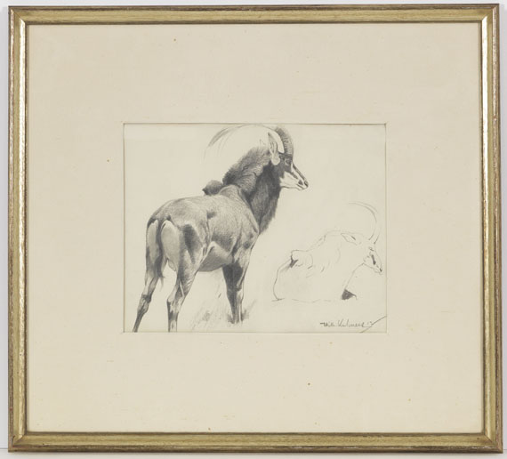 Wilhelm Kuhnert - Rappenantilope - Rahmenbild