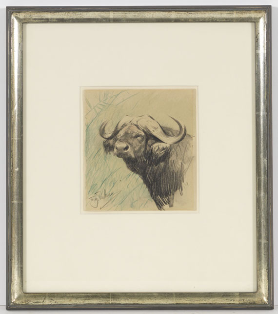 Wilhelm Kuhnert - Kaffernbüffel - Rahmenbild