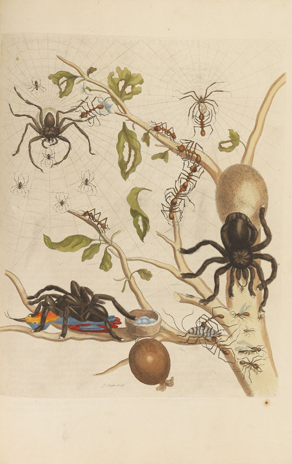 Maria Sibylla Merian - Surinaamsche Insecten. Amsterdam 1730 - Weitere Abbildung