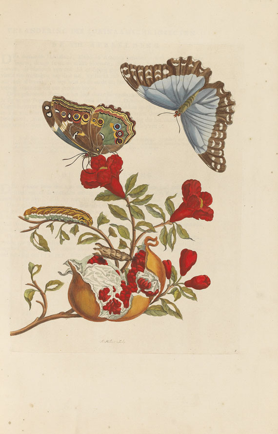 Maria Sibylla Merian - Surinaamsche Insecten. Amsterdam 1730 - Weitere Abbildung