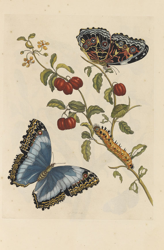 Maria Sibylla Merian - Surinaamsche Insecten. Amsterdam 1730 - Weitere Abbildung