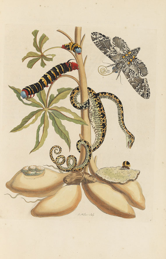 Maria Sibylla Merian - Surinaamsche Insecten. Amsterdam 1730 - Weitere Abbildung