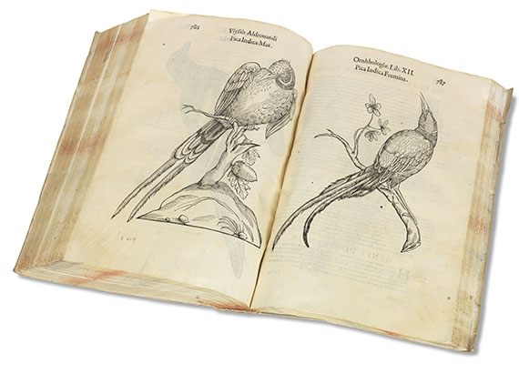 Ulisse Aldrovandi - Ornithologiae. 1599 - Weitere Abbildung