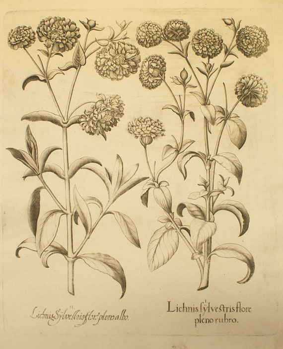  Blumen und Pflanzen - 8 Bll. Blumenkupfer aus Hortus Eystettensis. - Weitere Abbildung