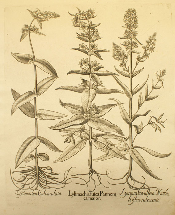  Blumen und Pflanzen - 8 Bll. Blumenkupfer aus Hortus Eystettensis. - Weitere Abbildung