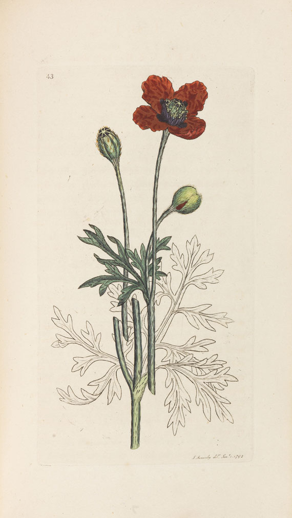 James Sowerby - English botany. 36 Bde. - Weitere Abbildung