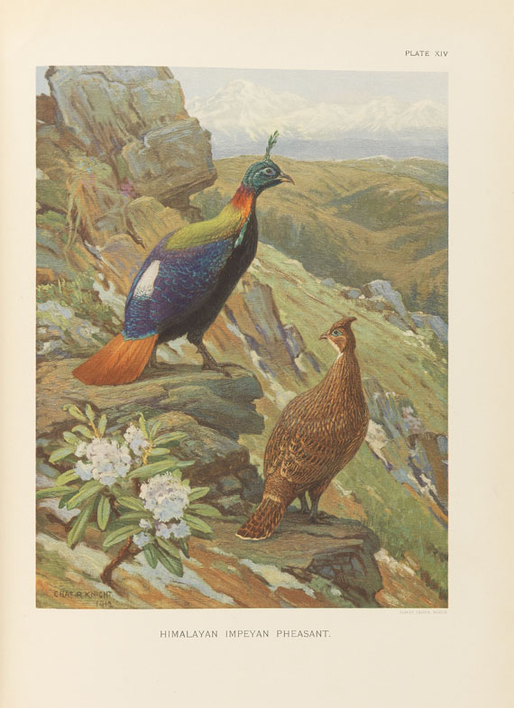 William Beebe - A monograph of the pheasants. 4 Bde. - Weitere Abbildung