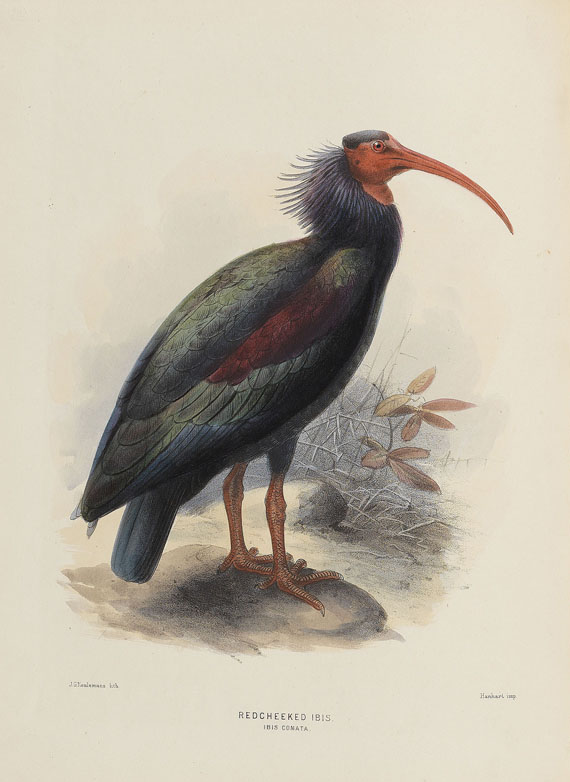 Henry Eeles Dresser - Birds of Europe. 9 Bde. - Weitere Abbildung