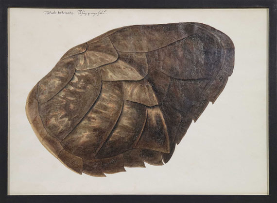 Franz Anton von Scheidel - Testudo Imbricata - Schuppenschild - Rahmenbild