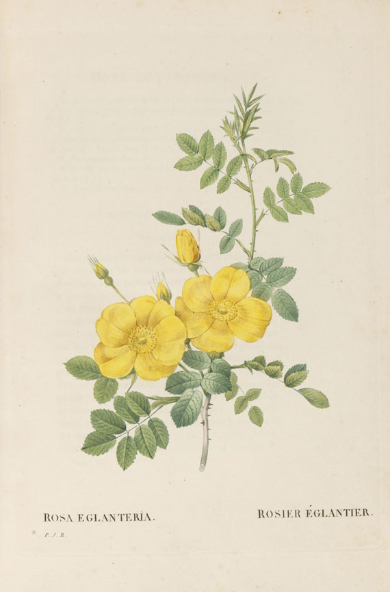 Pierre Joseph Redouté - Les Roses, 3 Bde. 2. Oktavausgabe 1828-29.