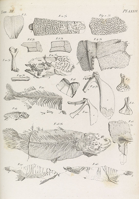 Georges Cuvier - Recherches sur les ossemens fossiles. 7 Bde. - Weitere Abbildung