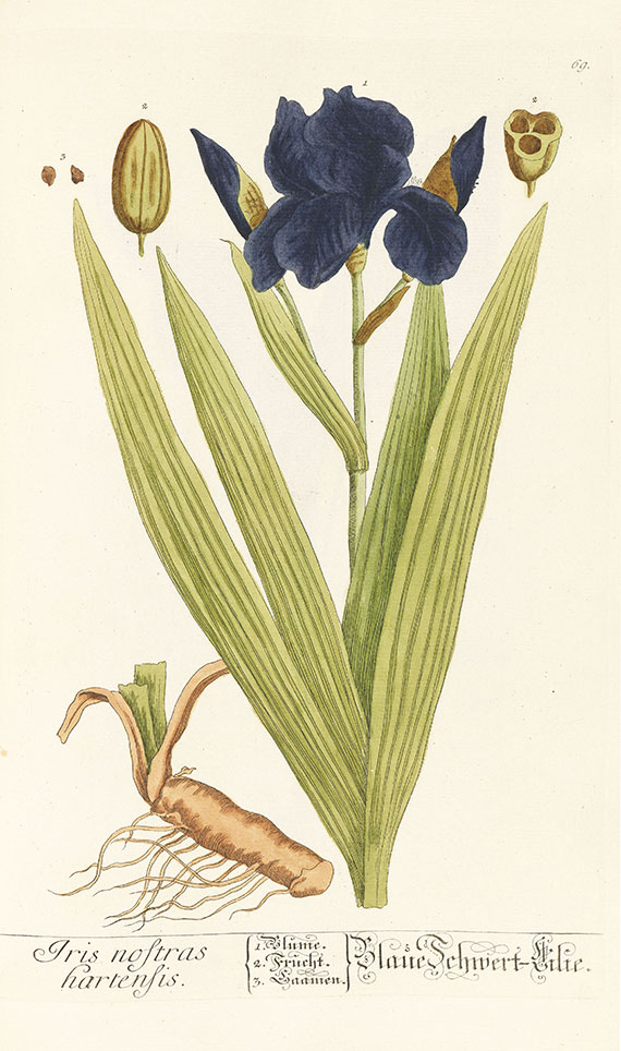 Elisabeth Blackwell - Herbarium, 6 Centurien (Tafeln) in 2 Bdn. - Weitere Abbildung