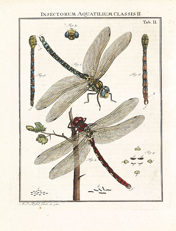 August Johann Rösel von Rosenhof - Insecten-Belustigung, 4 Bde., dazu Kleemann, Beyträge zur Naturgeschichte, 2 Bde. in 1, zusammen 5 Bde. - Weitere Abbildung