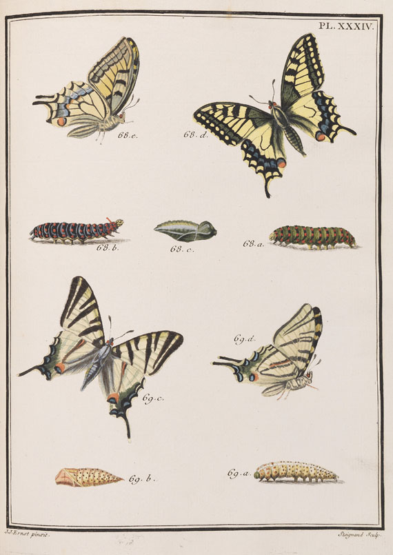 Jacques Louis Florentin Engramelle - Papillons d