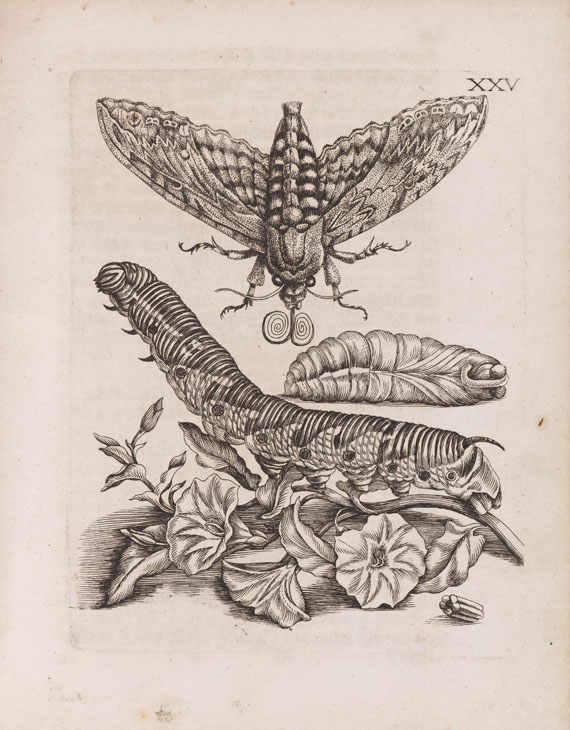 Maria Sibylla Merian - Der Raupen Verwandelung - Weitere Abbildung