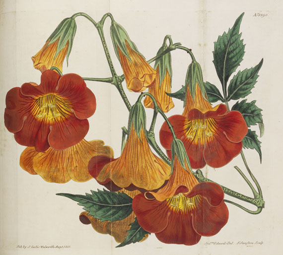 William Curtis - Botanical Magazine, Bd 1 - 53. 40 Bde.