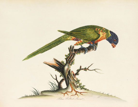 William Hayes - Birds