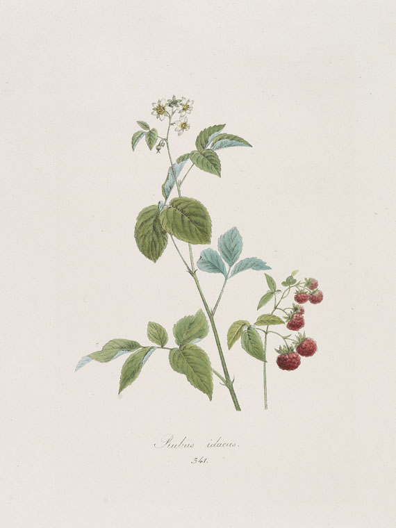 Franz de Paula von Schrank - Flora Monacensis. Bände 2-4 in 3 Bänden - Weitere Abbildung